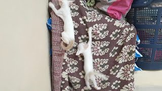 These two brothers were hanging like that. by The Billi  32 views 2 months ago 4 minutes, 2 seconds