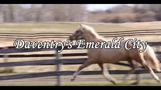 Daventry's Emerald City by Daventry Equestrian 123 views 6 years ago 16 seconds