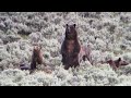 Grizzly bear mama and her two brave yearling cubs with wolves