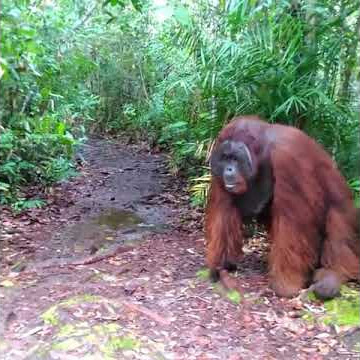 ketemu Raja Orangutan saat jalan di hutan