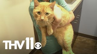 Cat found in Arkansas reunites with family 6 years later - YouTube