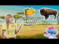 Bison Facts