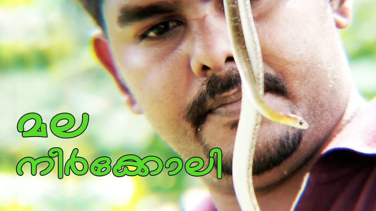 camera iphone 8 plus apk ഇവൻ ഭീകരനോ ? ആദ്യമായി ഇവനെ നിങ്ങൾ പരിചയപ്പെടുന്നു/Introducing Mountain Keelback Snake/Wynad Keelback