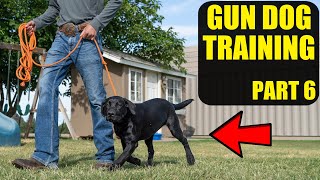 Training A Duck Dog | Pt. 6