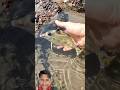 Small Actions, big impact: Rescuing fish 🐠 stranded on the shore 🐠 #sea #fish #ocean #vairal