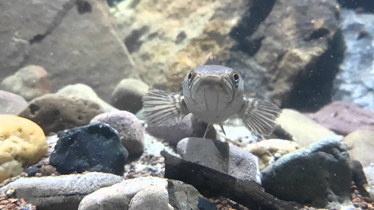 Channa limbata (gachua) Vietnam Paar