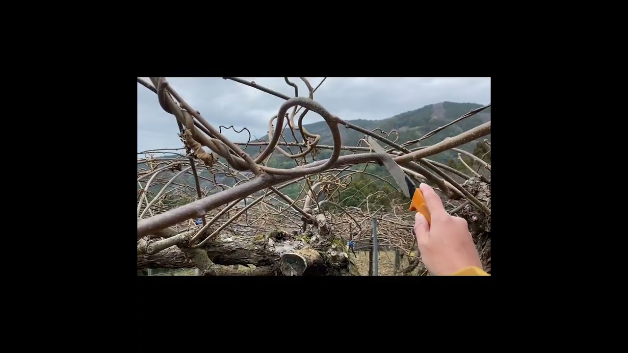 キウイフルーツ剪定(粗剪定・仕上げ剪定・誘引)