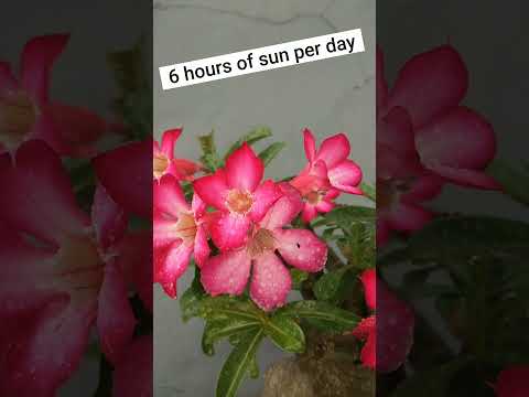 Video: Hvornår blomstrer ørkenroser: Årsager til, at ørkenroseplanter ikke blomstrer