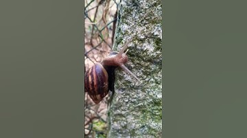 #shorts con ốc sên #shortvideo #ốcsên #conocsen #conốcsên