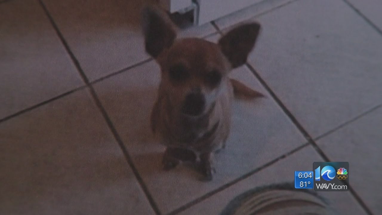 Case against PETA over killed, kidnapped dog moves forward YouTube