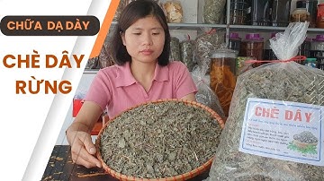 Cách Chữa Viêm Loét Dạ Dày Bằng Chè Dây - trị vi khuẩn hp