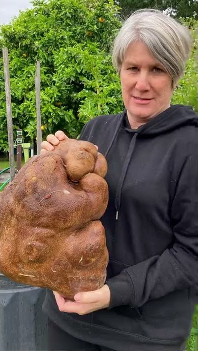 They Grew The  RECORD BIGGEST Potato!