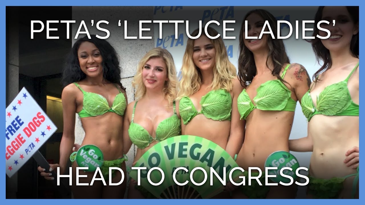vegan recipes easy ‘Lettuce Ladies’ Help Congress Pig Out