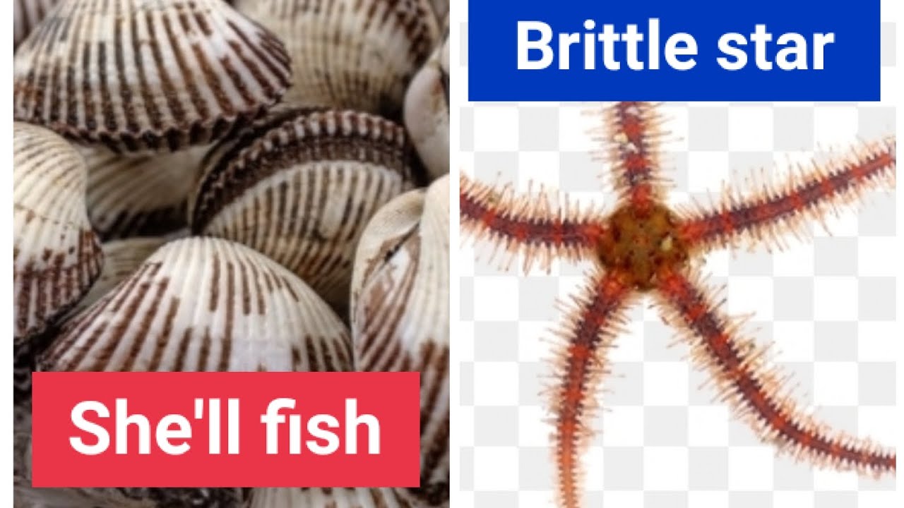 Watch Brittle star & She'll fish. watch how these beautiful ️. foryou