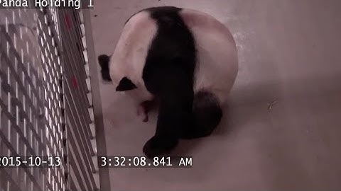 First-ever Pandas Born in Canada