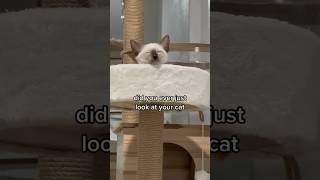 cutest cat found me  funny cat videos | tofu the siamese cat #funnycats #cutecats #catsoftiktok