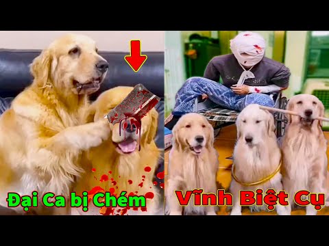 Thú Cưng TV | Trứng Vàng và Trứng Bạc #11 | Chó Golden Gâu Đần thông minh vui nhộn | Pets smart dog