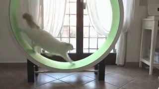 Ferris Cat Wheel