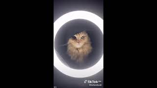 Tổng hợp các video hài hước của Mèo . (Funny Cat Collection)