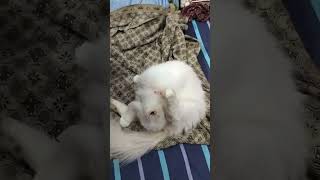 Cat Giving Birth To 2 Kittens. நம்ம வீட்டு பூனை குட்டி போட்டது. #cat #cats #kitten #catvideos #viral by Cat Paws 304 views 7 months ago 3 minutes, 3 seconds