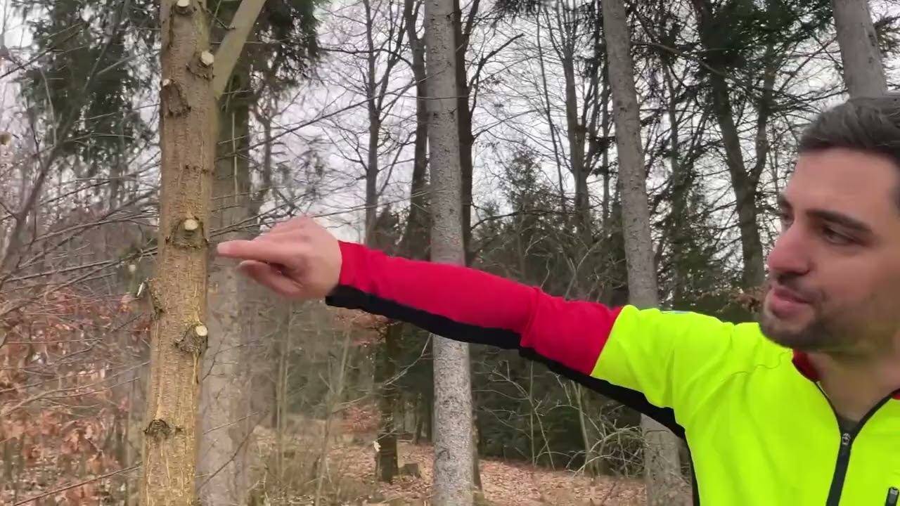 Wertastung richtig ausführen