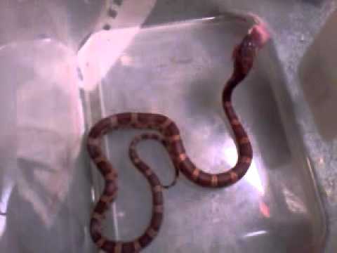 snake oil Corn snake eating