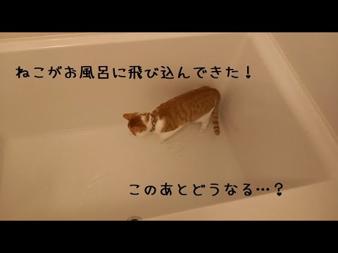 ねこ お風呂を入れたら猫が飛び込んできた かわいい Youtube