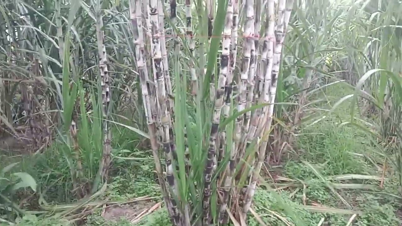 อยู่ดิน กินดี