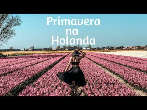 Vídeo: O Jardim Keukenhof Da Holanda Tem Sete Milhões De Flores