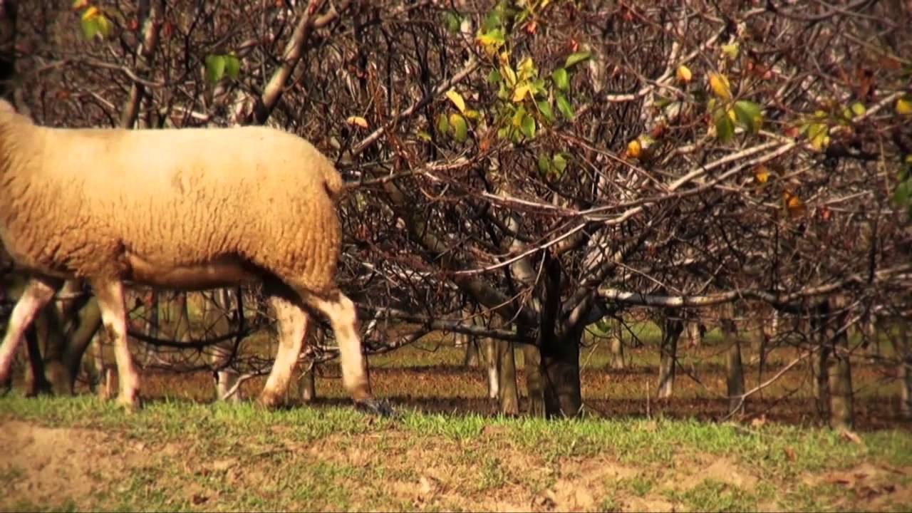 Juhtenyésztés:Berrichon du cher (Vad Andrea)