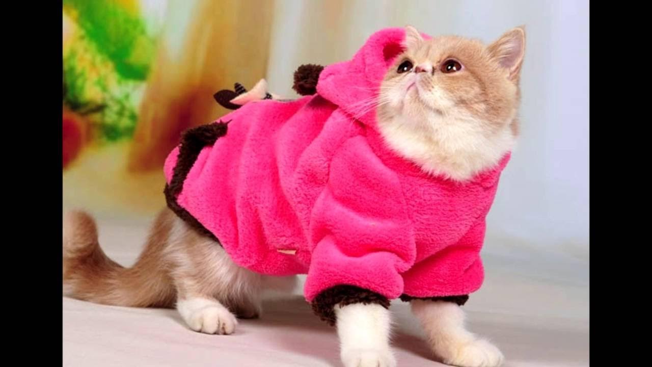 Симпатичные Пчелы Собака Кошка Одежды Собаки Одежда - Buy Одежда Для Собак Produ