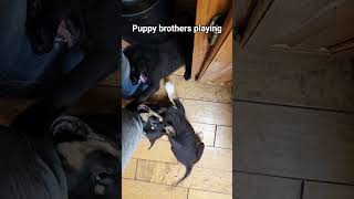 My legs were a good spot for the foster puppies to play #puppy #puppies #cute #dogrescue