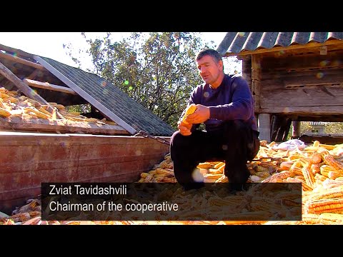 სიმინდის მოყვანა სამეგრელოში - კოოპერატივი  „კეთილარი“