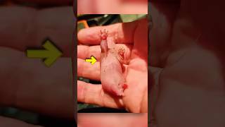 Orphan Baby Gets Miracle Life