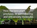 How the kava plant produces its painrelieving and antianxiety molecules