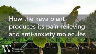 How the Kava Plant Produces Its Pain-Relieving and Anti-Anxiety Molecules Resimi