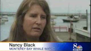 Local Marine Wildlife Experts Talk About Whale Attack