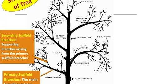 10 Pruning and Training Definition Principles