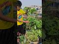 ছাদের ক্যারেটে রাজ ডাটা লাগাতে পারেন #ছাদবাগান #greenrooftop