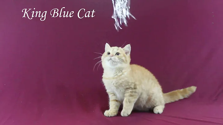 Watch the video about British Shorthair