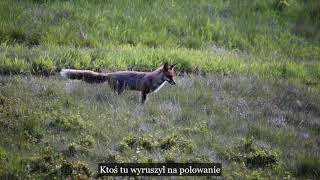 To był maj pachniała.....🦊Czyli wiosna ,wiosna w kotlinie.👌🐗