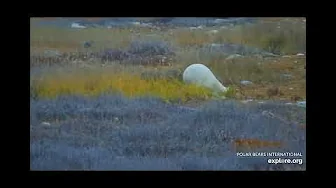 Polar bear exploring - explore.org - Polar Bears International - Tundra Buggy Lodge North Camera