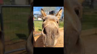 Gotta boop that donkey snoot.