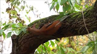 Rotes Eichörnchen Arbeitet Hart An Einem Kobel Red Squirrel Working Hard On A Drey