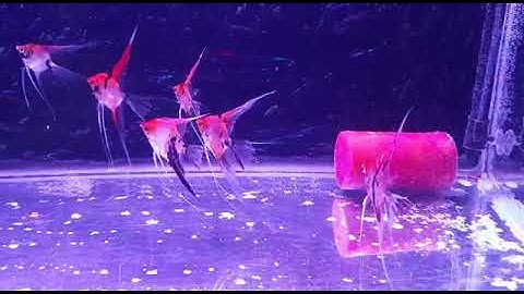 Vailtail Red Devil Angeles (New Project)