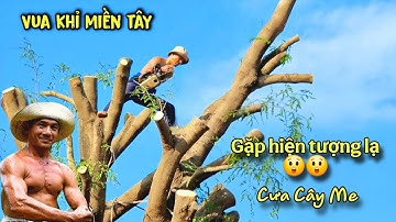 Spanning! De apenkoning zaagde een tamarindeboom om toen er een vreemd fenomeen in de lucht versc...