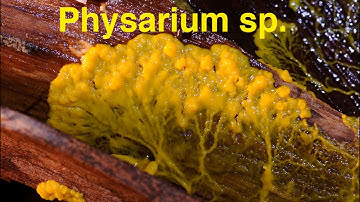 Physarium polycephalum Slime Mold