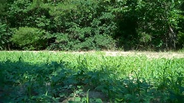Food Plot Update