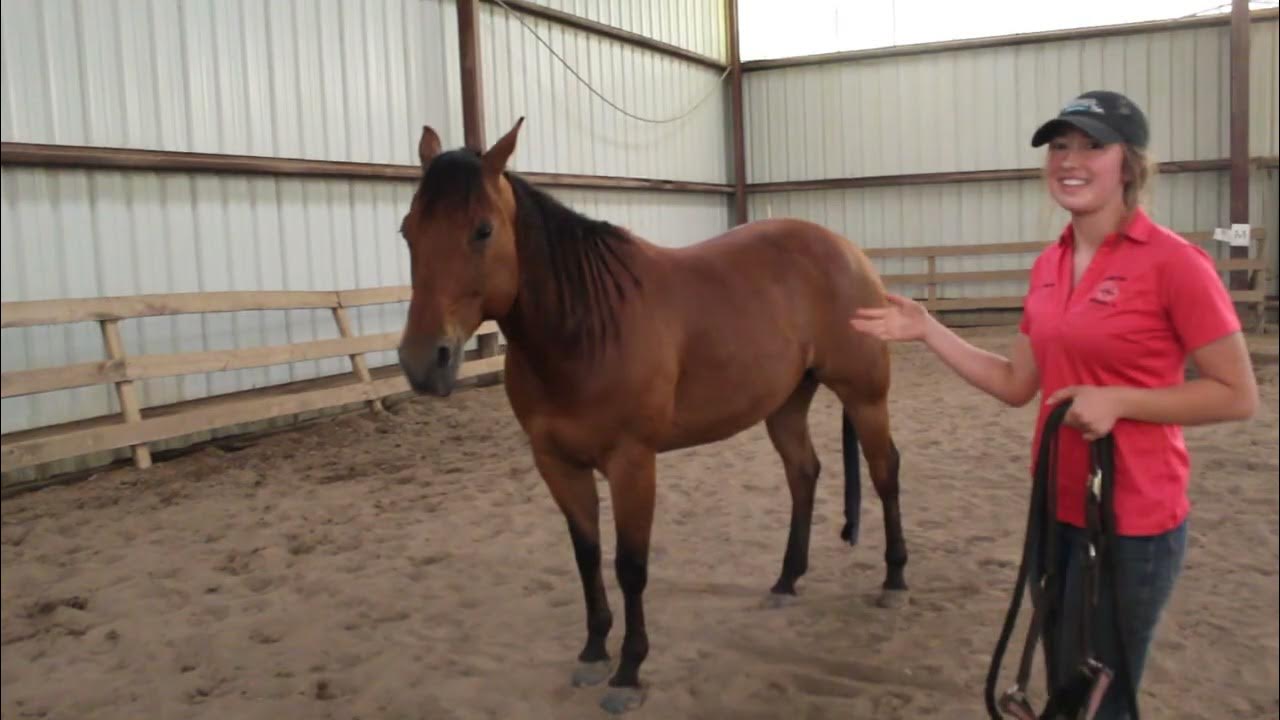 How to safely catch a horse in a paddock YouTube