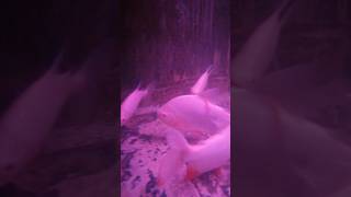 Albino pacu #music #love #dance #fashion #thrones #dj #game #fish